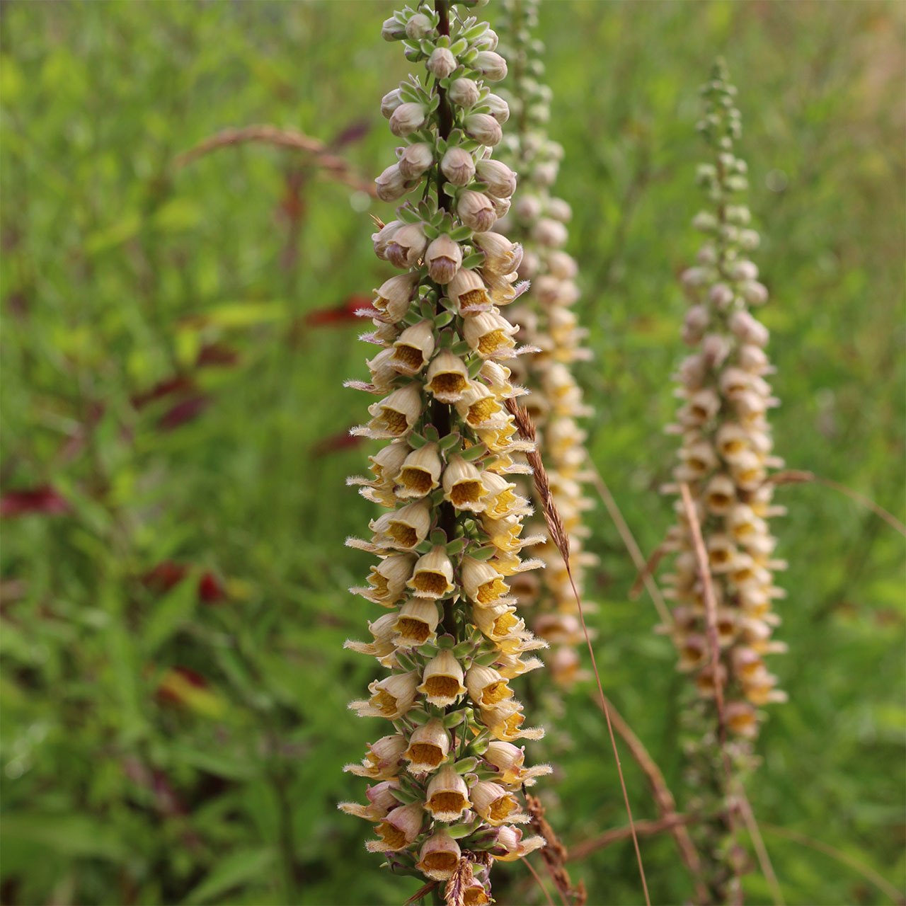 Наперстянка ржавая Ferruginea