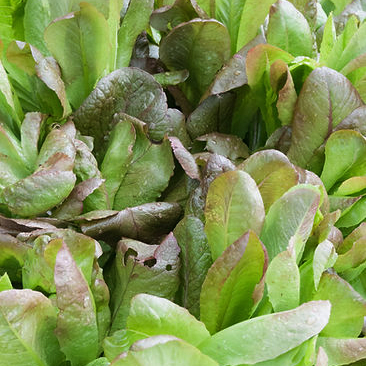 Салат мини романо Dragoon