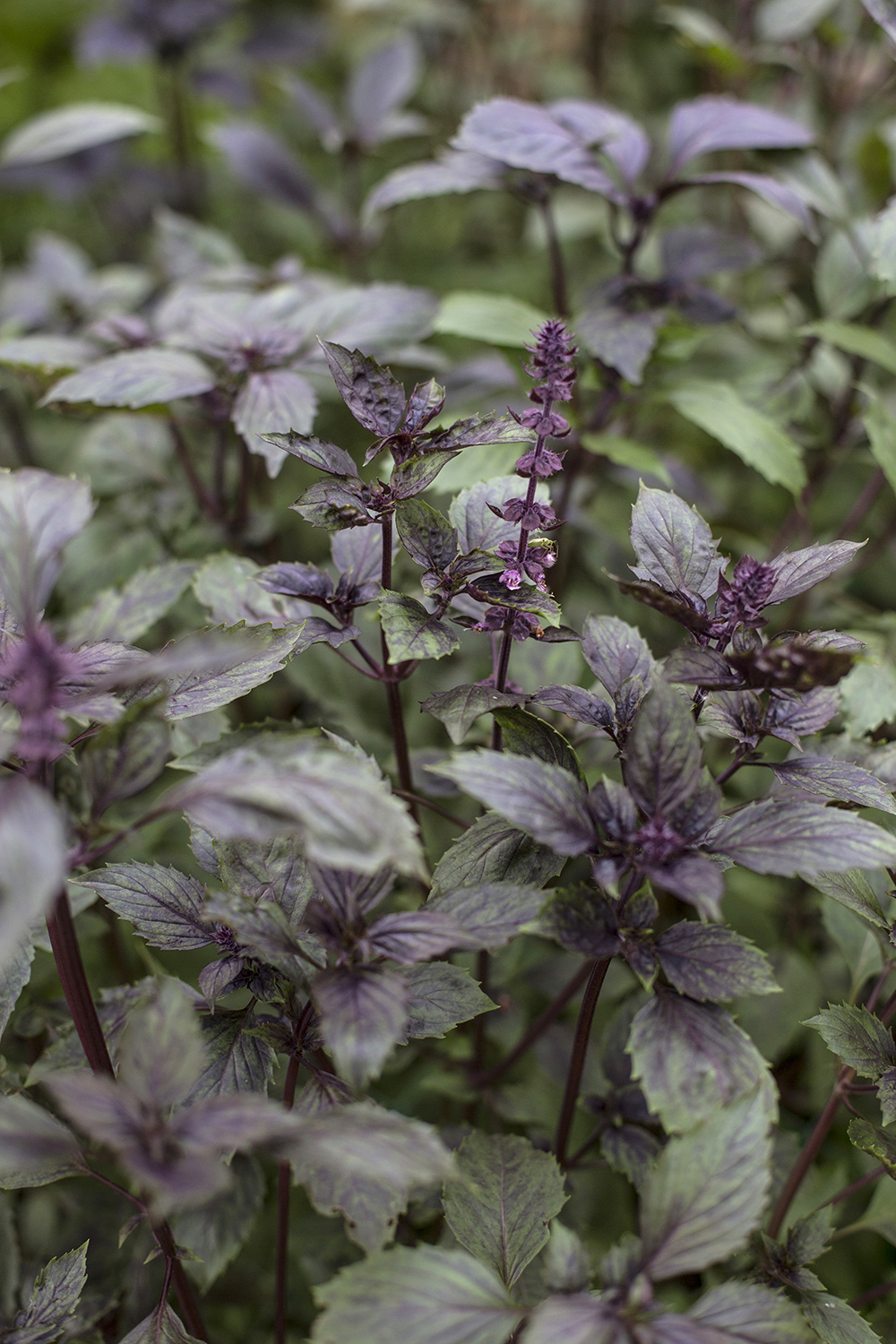 Базилик ароматный ("Aromatto")