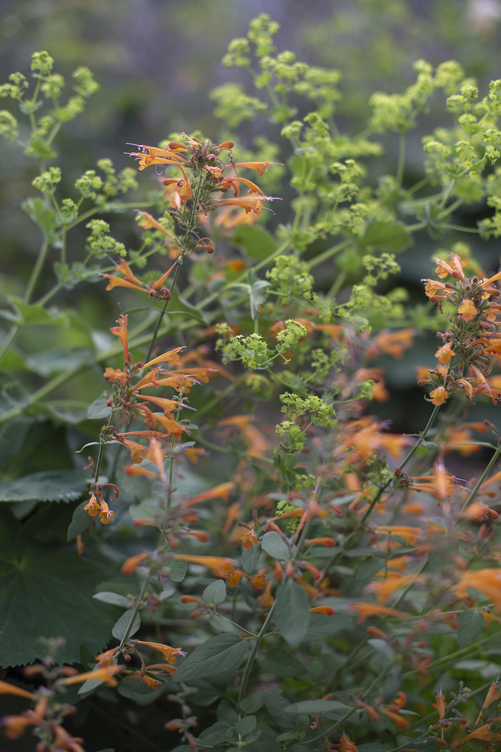 Иссоп Apricot sprite