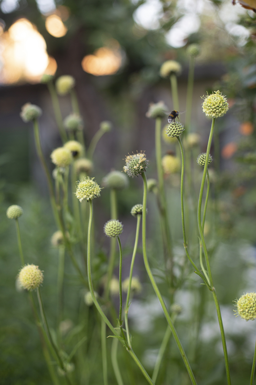 Цефалярия (скабиоза гигантская без лепестков)
