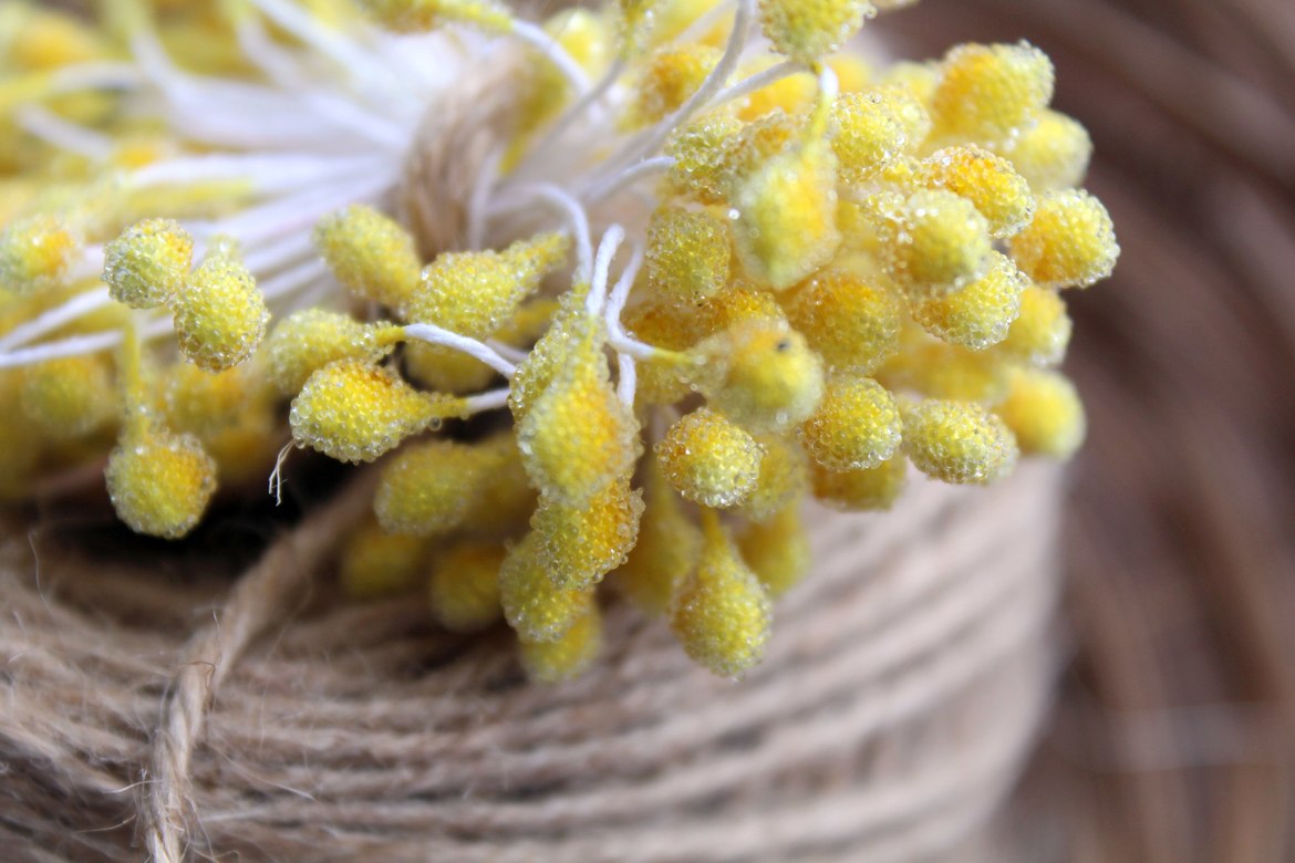 Тычинки желтые