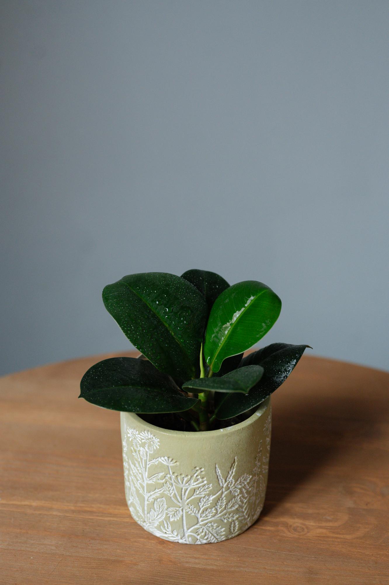 Фикус Эластика