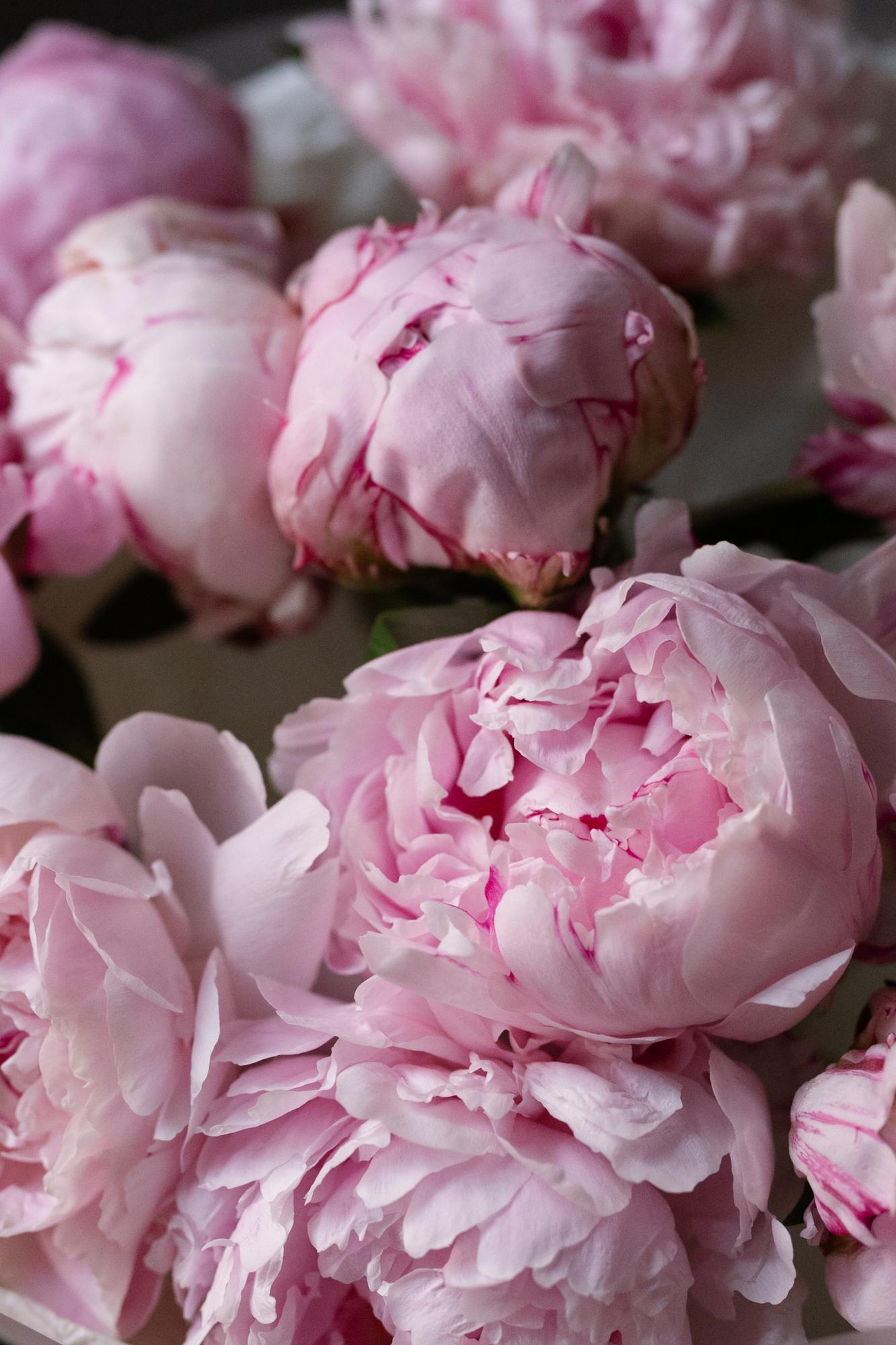 Букет из пионов Сара Бернар