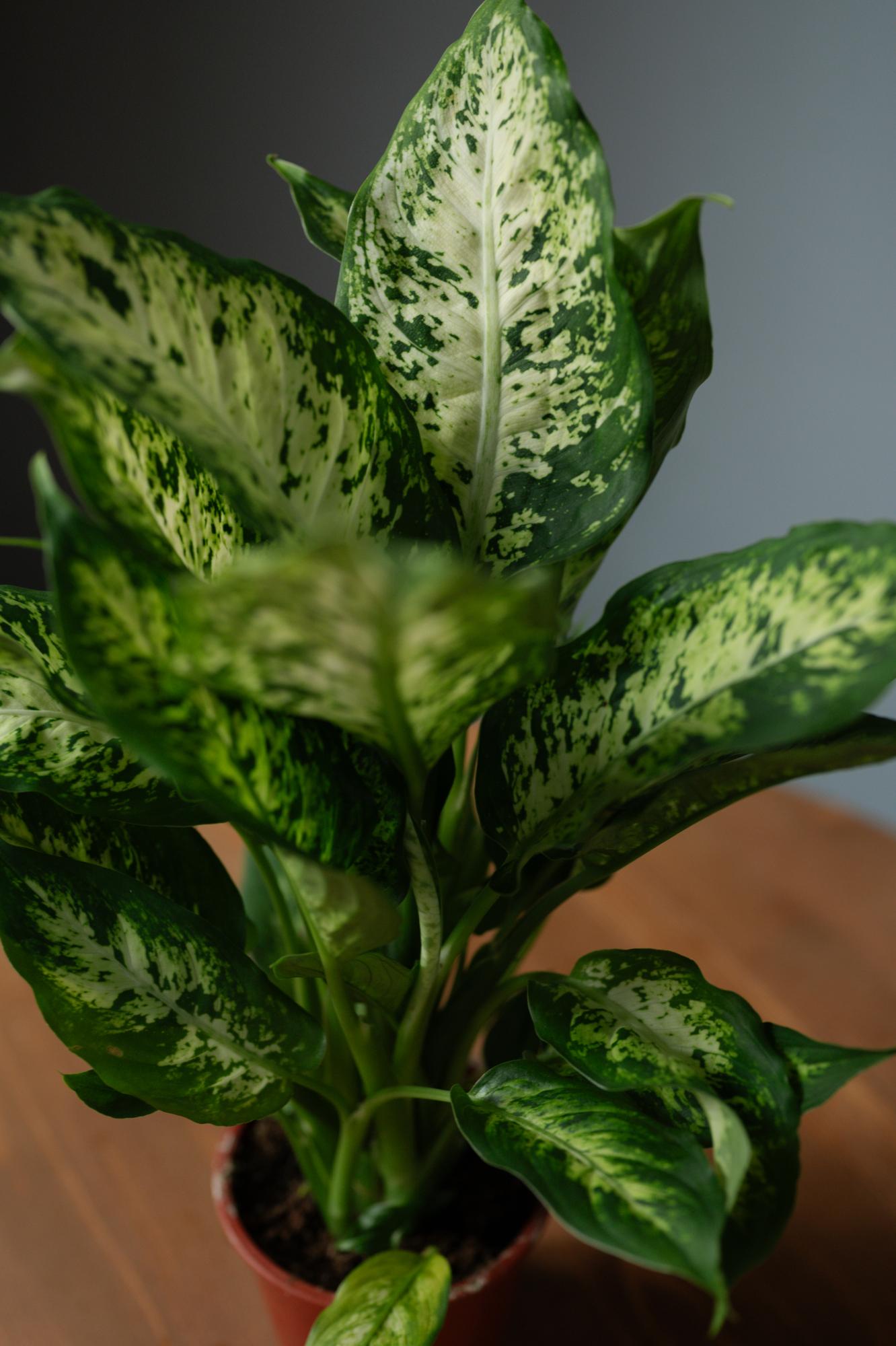 Диффенбахия