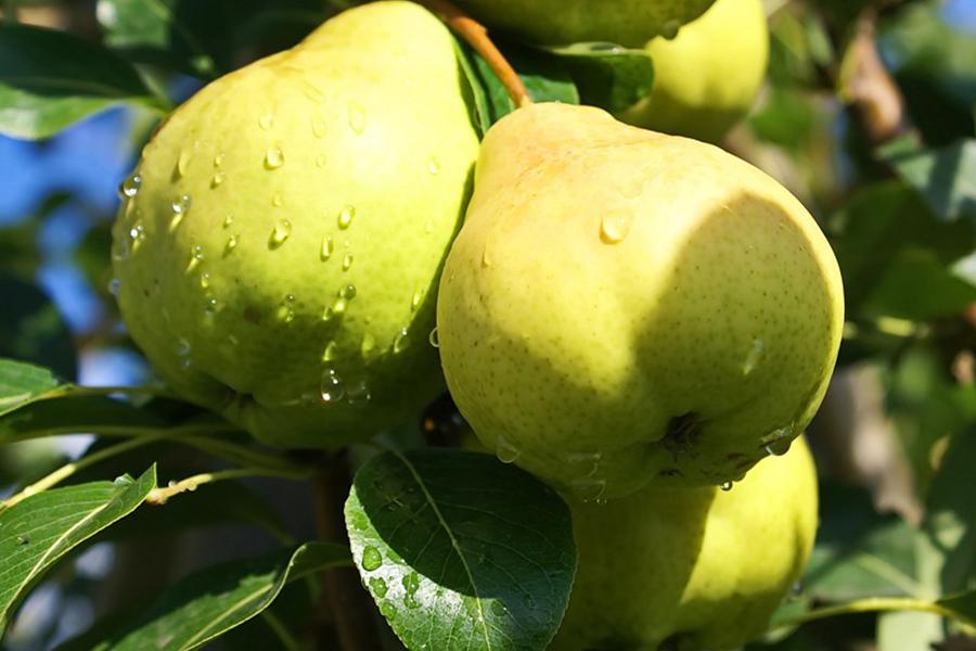 Груша "Августовская роса"