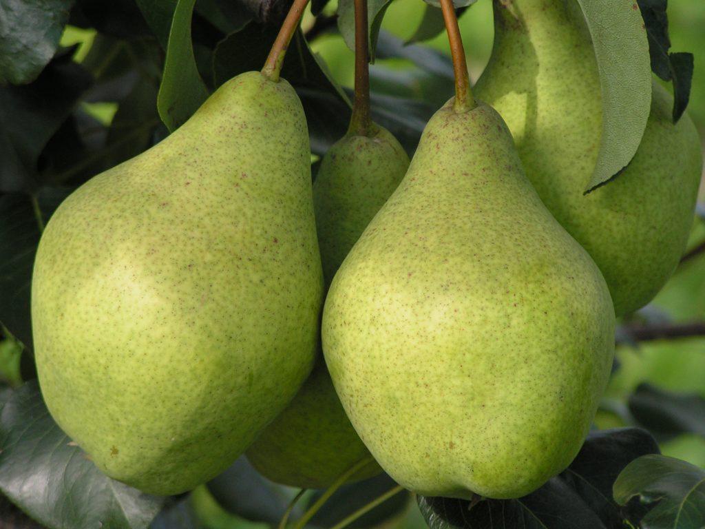 Груша "Феерия"