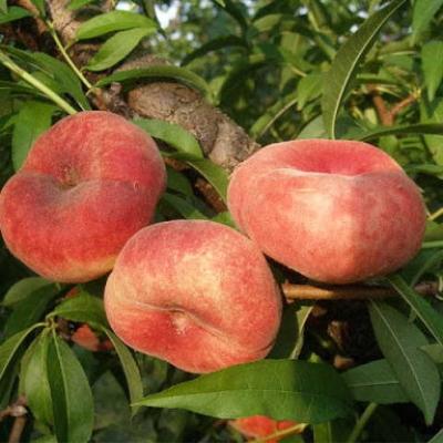 Персик "Инжирный"