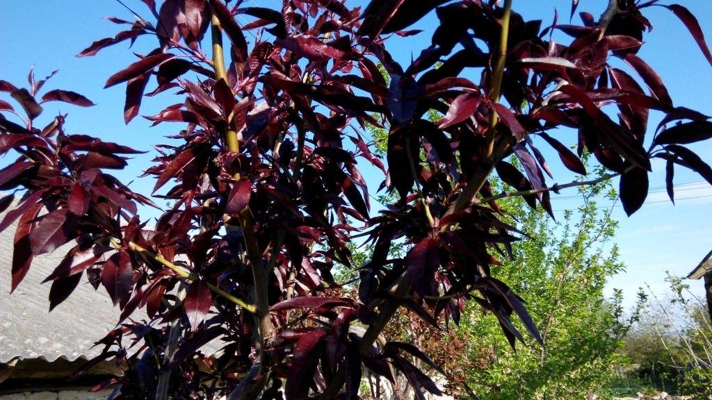 Нектарин "Бургунди" (краснолистный)