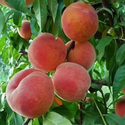 Персик "Кремлевский Красный"