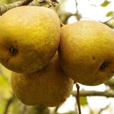 Груша "Темболи"
