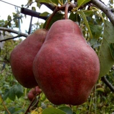Груша "Вильямс Руж Дельбара"