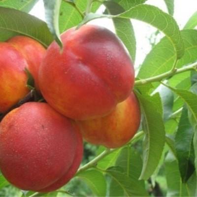 Нектарин "Лола"