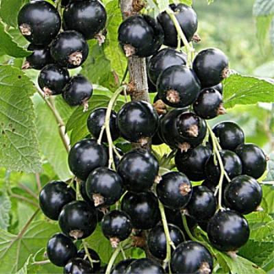 Смородина черная "Чаровница"
