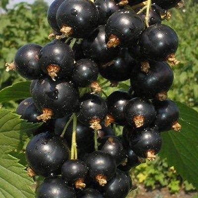 Смородина черная "Калиновка"