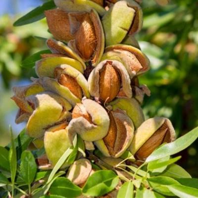 Миндаль "Никитский"