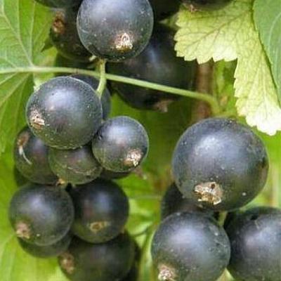 Смородина черная "Шалунья"