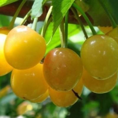 Черешня "Денисина жёлтая" - 300 см