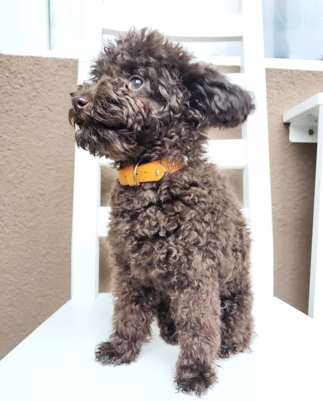 Ошейник для собаки на заказ (Шарм)