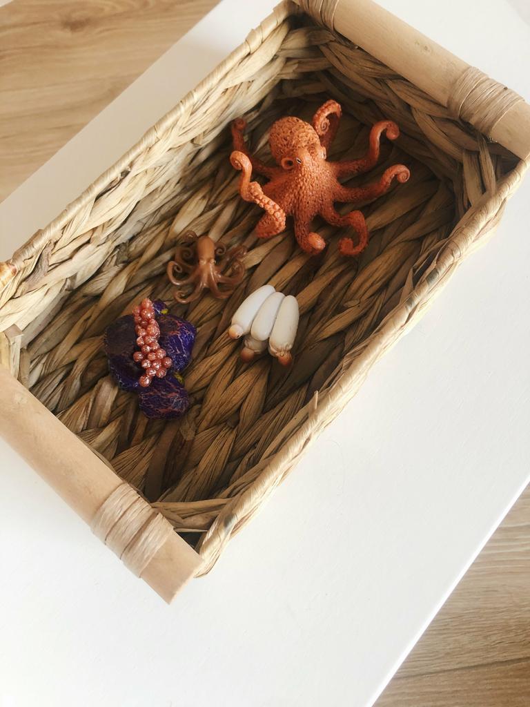 Набор фигурок "Жизненный цикл осьминога"