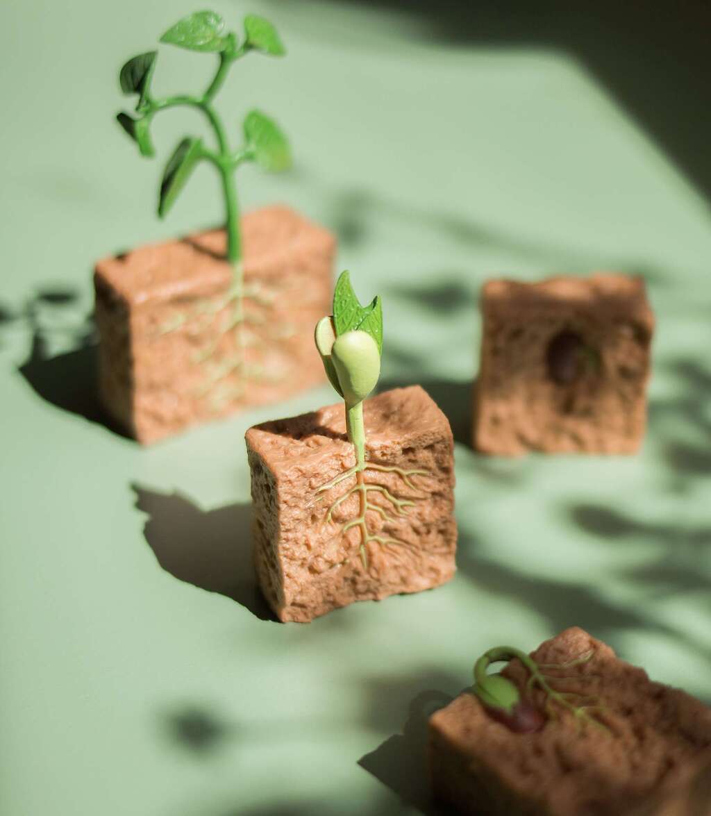 Набор фигурок "Жизненный цикл зеленой фасоли"