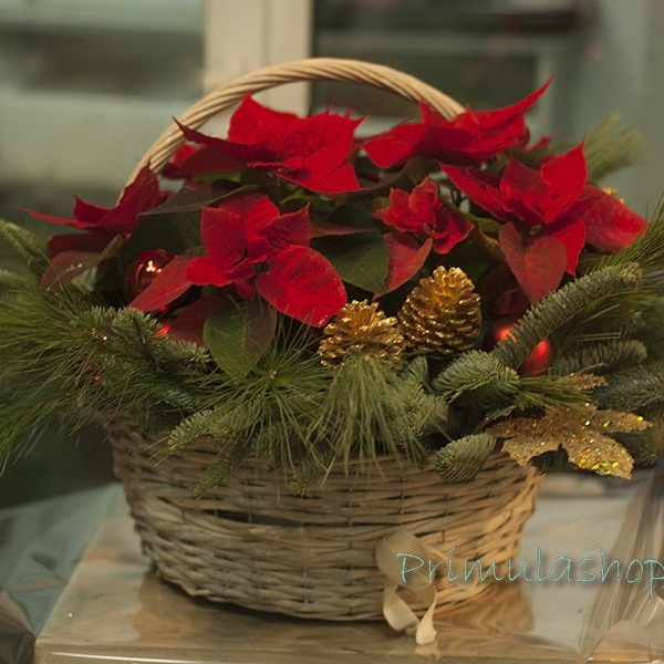Новогодняя композиция с пуансеттией