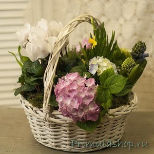 Большая белая корзина с розовой гортензией и первоцветами