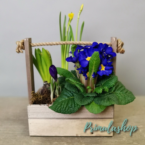 PR-003.  Композиция с первоцветами в ящичке