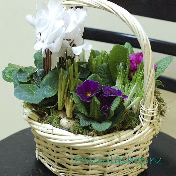 Корзинка с белым цикламеном и примулой