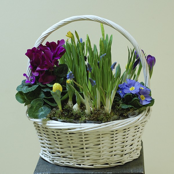 PR-032.  КОРЗИНКА С ЯРКО-РОЗОВЫМ ЦИКЛАМЕНОМ И ПЕРВОЦВЕТАМИ