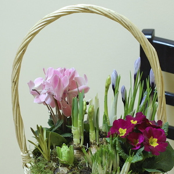 Светлая корзинка с цикламеном, крокусами и примулой