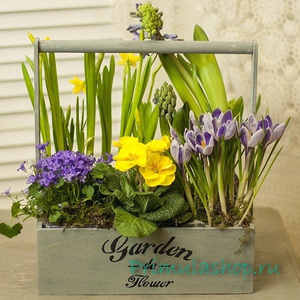 PR-035.  ЯЩИЧЕК С ПРИМУЛОЙ, КАМПАНУЛОЙ, КРОКУСАМИ, НАРЦИССАМИ, ГИАЦИНТАМИ И МУСКАРЯМИ