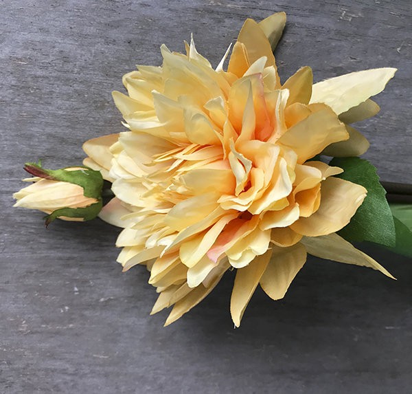 Георгин оранжево-кремовый