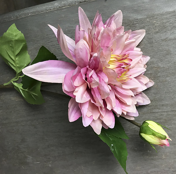 Георгин розовый