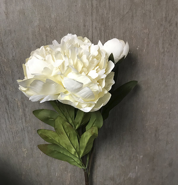 Пион белый с бутоном