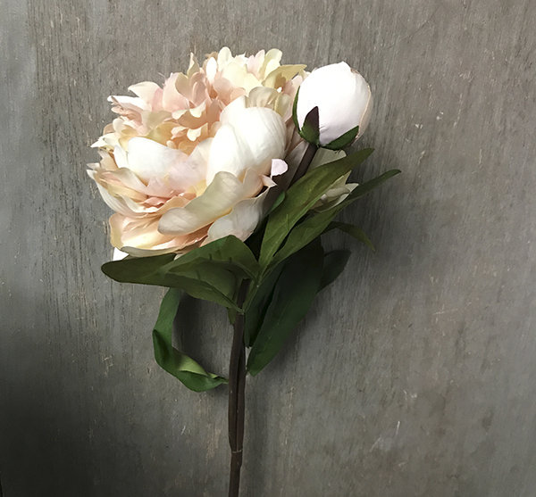 Пион кремовый с бутоном