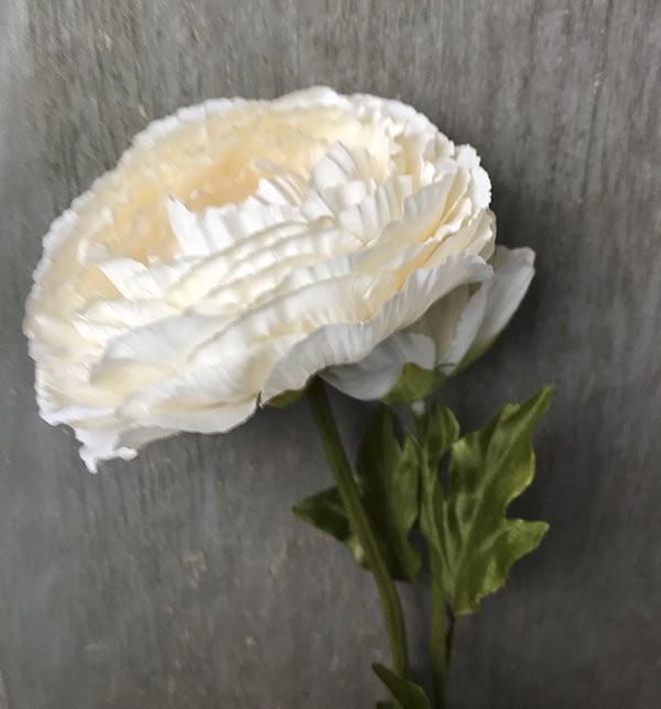 Ранункулюс бежевый