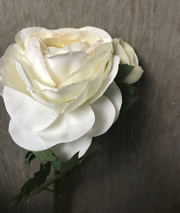 Ранункулюс белый цветок с бутоном