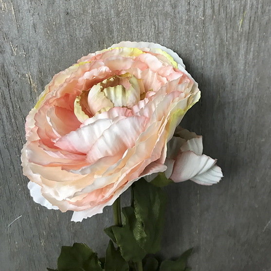 Ранункулюс кремовый с бутоном