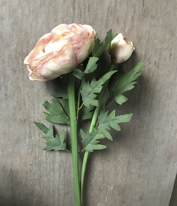 Ранункулюс розово-кремовый