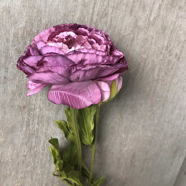 Ранункулюс темно-розовый с бутоном