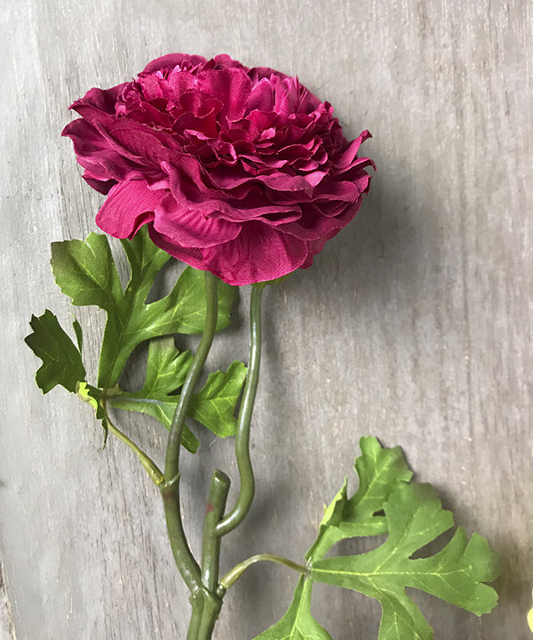 Ранункулюс ярко-розовый