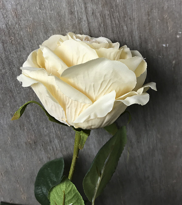 Роза бежевая