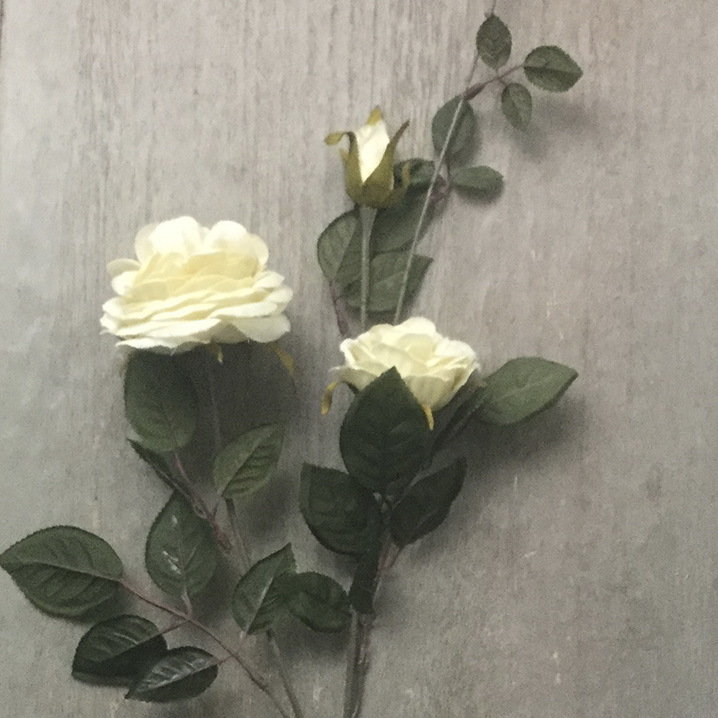 Роза бежевая пионовидная плетистая