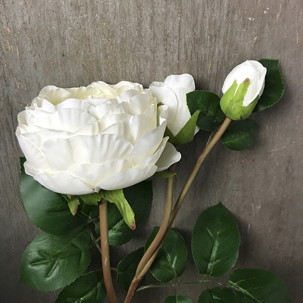 Роза белая пионовидная с бутонами