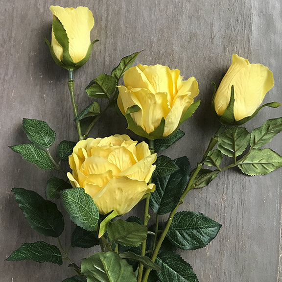 Роза желтая