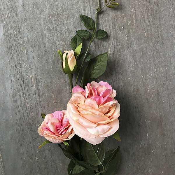 Роза кремово-розовая пионовидная плетистая