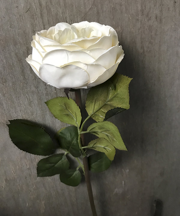 Роза пионовидная белая