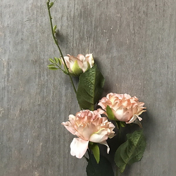 Роза кремово-розовая плетистая