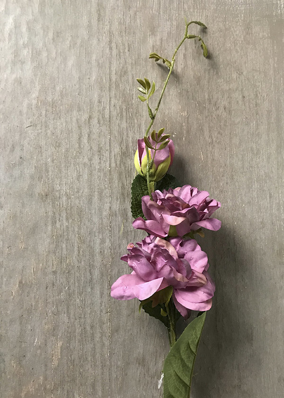 Роза плетистая темно-розовая